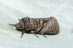 Culama anthracica