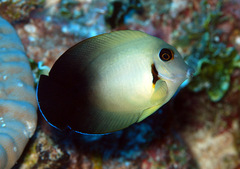Acanthurus pyroferus