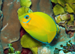 Acanthurus pyroferus