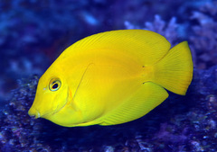 Acanthurus pyroferus