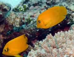 Acanthurus pyroferus