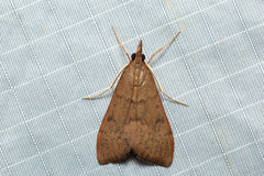 Uresiphita ornithopteralis
