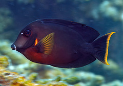 Acanthurus pyroferus
