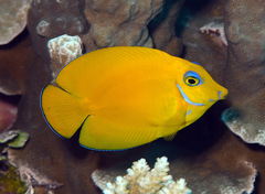Acanthurus pyroferus