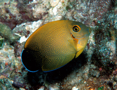 Acanthurus pyroferus