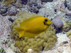 Acanthurus pyroferus