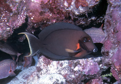 Acanthurus pyroferus
