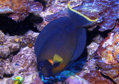 Acanthurus pyroferus