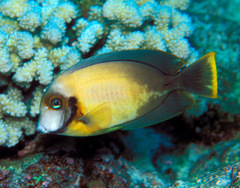 Acanthurus pyroferus