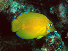 Acanthurus pyroferus