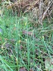 Allium schoenoprasum