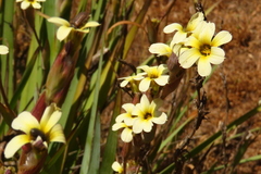 Sisyrinchium cuspidatum