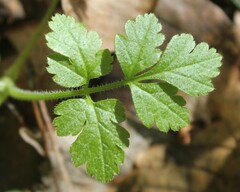 Chaerophyllum nodosum
