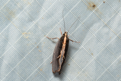 Archaereta dorsivittella