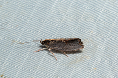 Archaereta dorsivittella