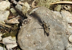 Mitrodetus dimidiatus