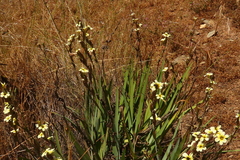 Sisyrinchium cuspidatum