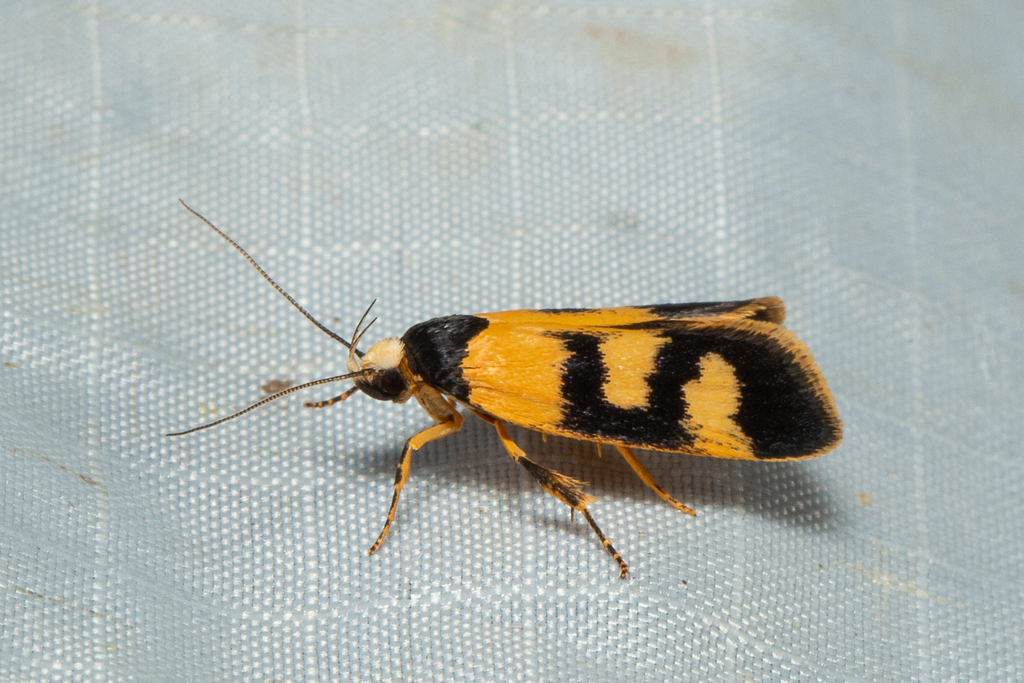 Eulechria ophiodes
