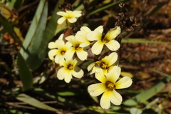 Sisyrinchium cuspidatum