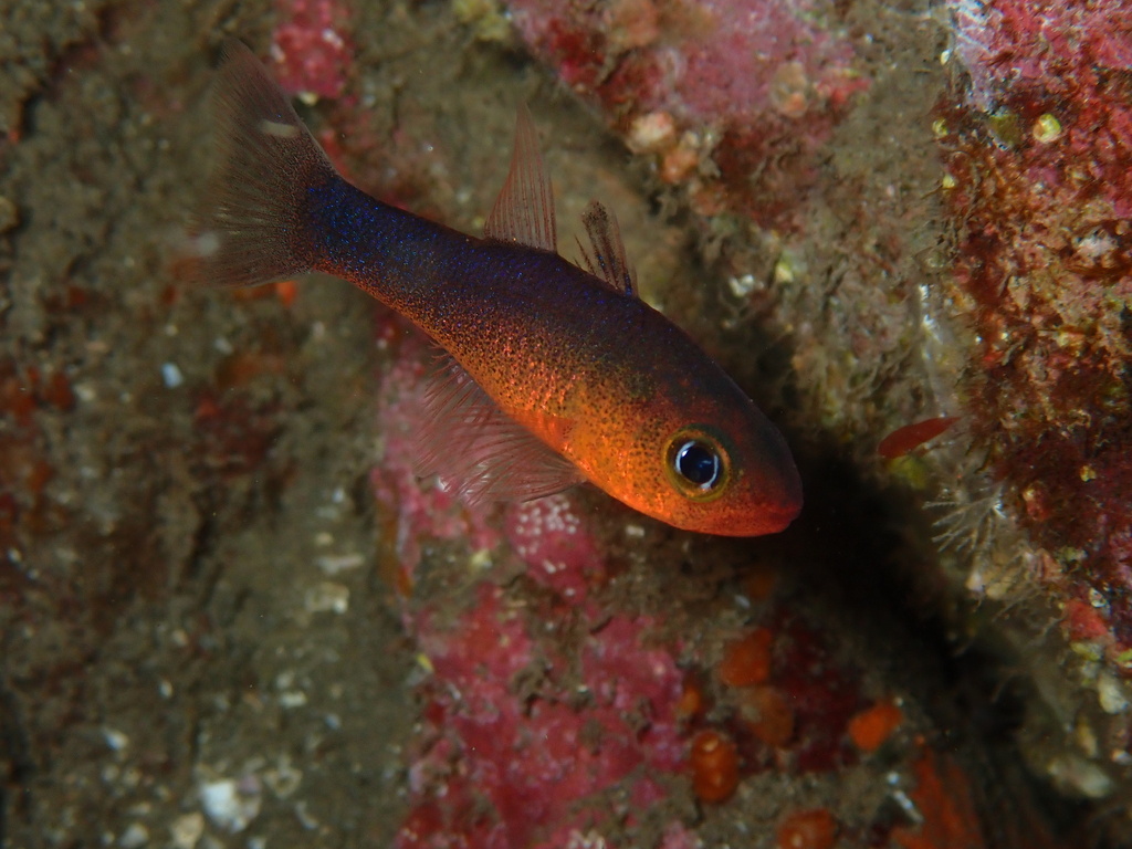Plain cardinalfish (Apogon atricaudus) — Apogonidae