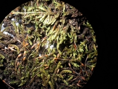 Macromitrium microstomum