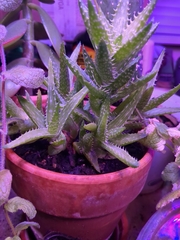 Haworthia