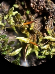 Macromitrium microstomum