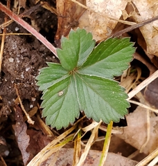 Potentilla canadensis