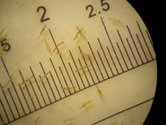 Macromitrium microstomum