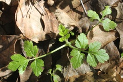 Chaerophyllum nodosum