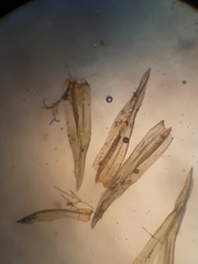 Macromitrium microstomum
