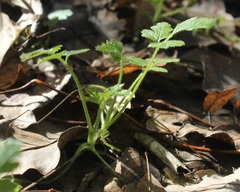 Chaerophyllum nodosum