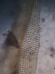 Macromitrium microstomum