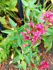 Centranthus ruber