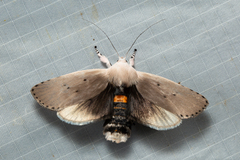 Cryptophasa balteata