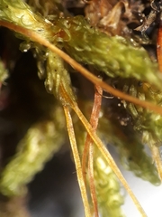 Macromitrium microstomum