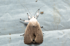 Cryptophasa balteata