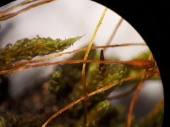 Macromitrium microstomum