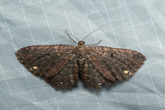 Eccymatoge fulvida