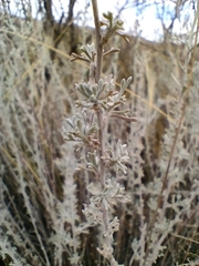 Artemisia mendozana