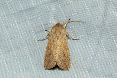 Mythimna convecta
