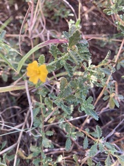 Turnera diffusa