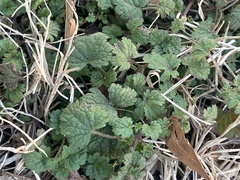Lamium