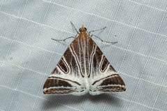 Phrataria replicataria