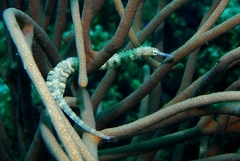 Corythoichthys haematopterus