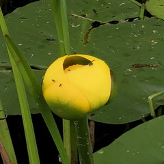 Nuphar lutea