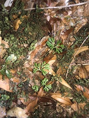 Elaphoglossum peltatum