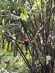 Baryphthengus martii