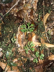 Elaphoglossum peltatum