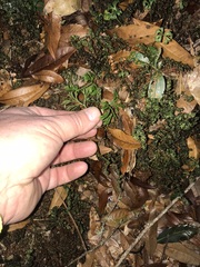 Elaphoglossum peltatum